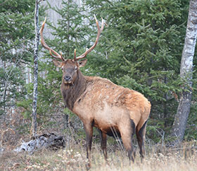 Elk in forest